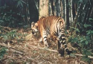 Wild tigers scare Quang Ngai villagers Wild tigers scare Quang Ngai villagers